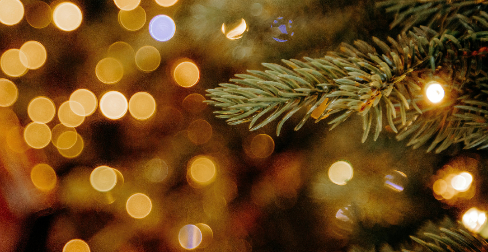 christmas tree branches and lights