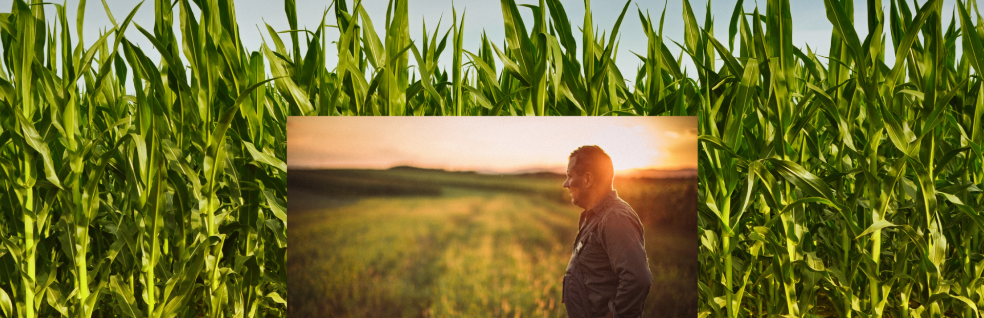 Farmer in Field with corn background