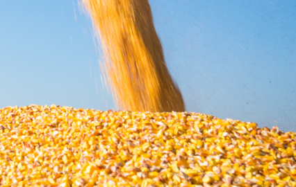 corn harvest
