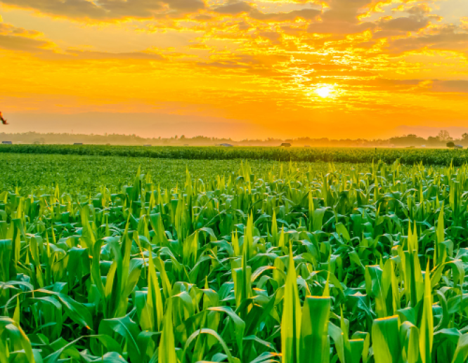 Corn Field