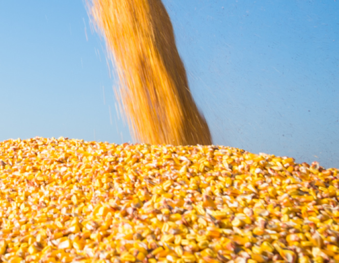 corn harvest