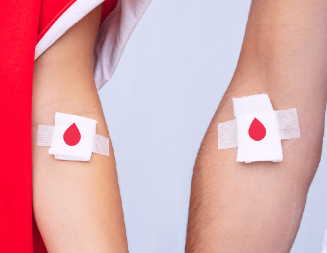 Two Arms with Blood Donation Bandages